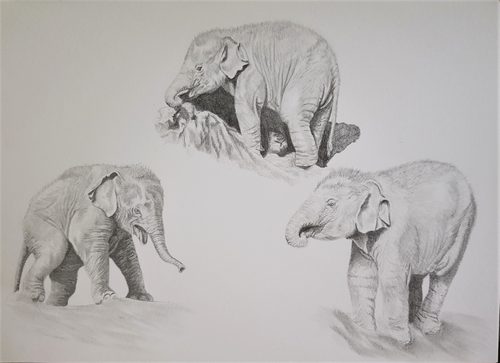 Graphite, Elephants.